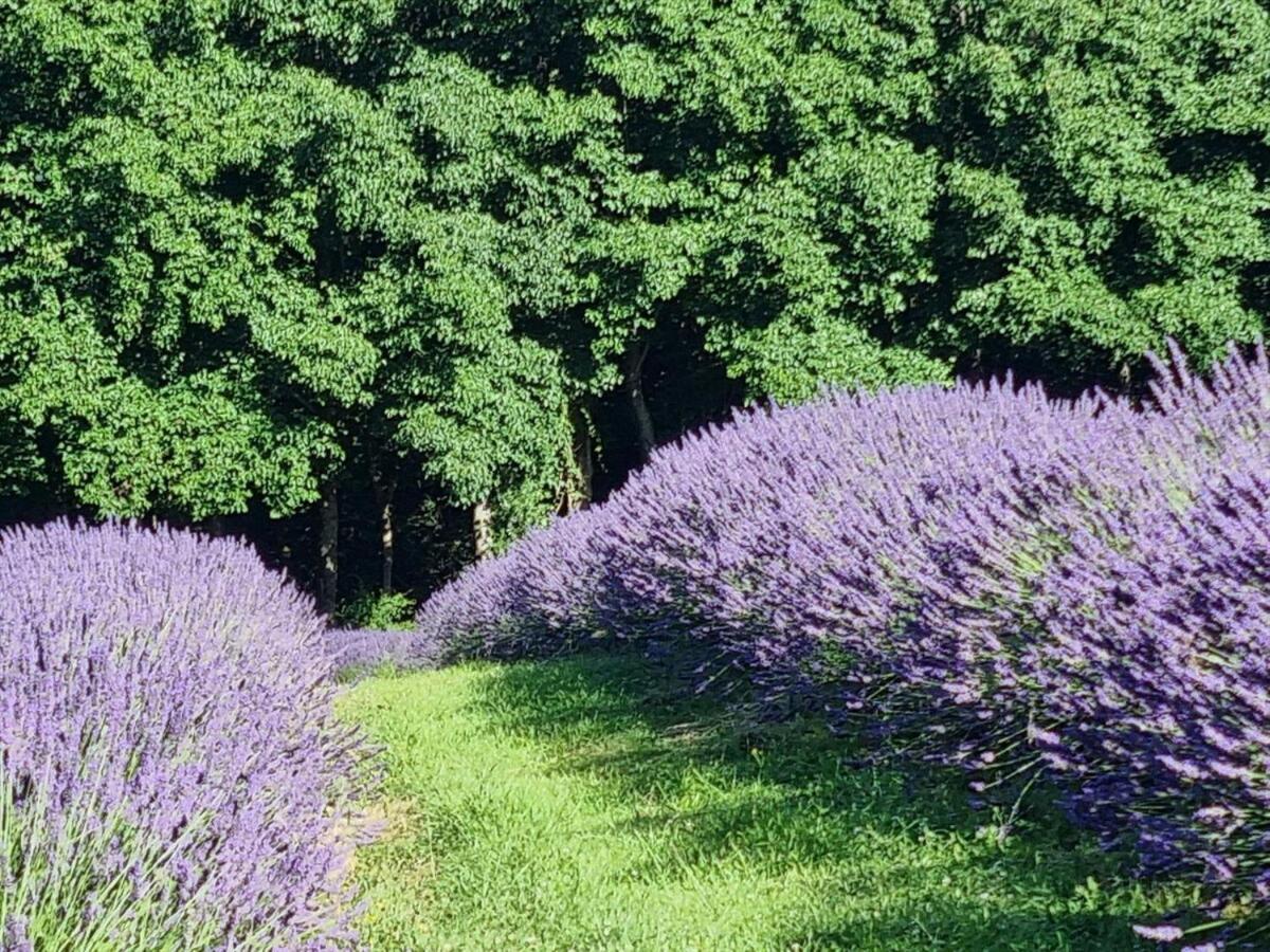 Kūkupa Matairangi At Akaroa Lavender 4