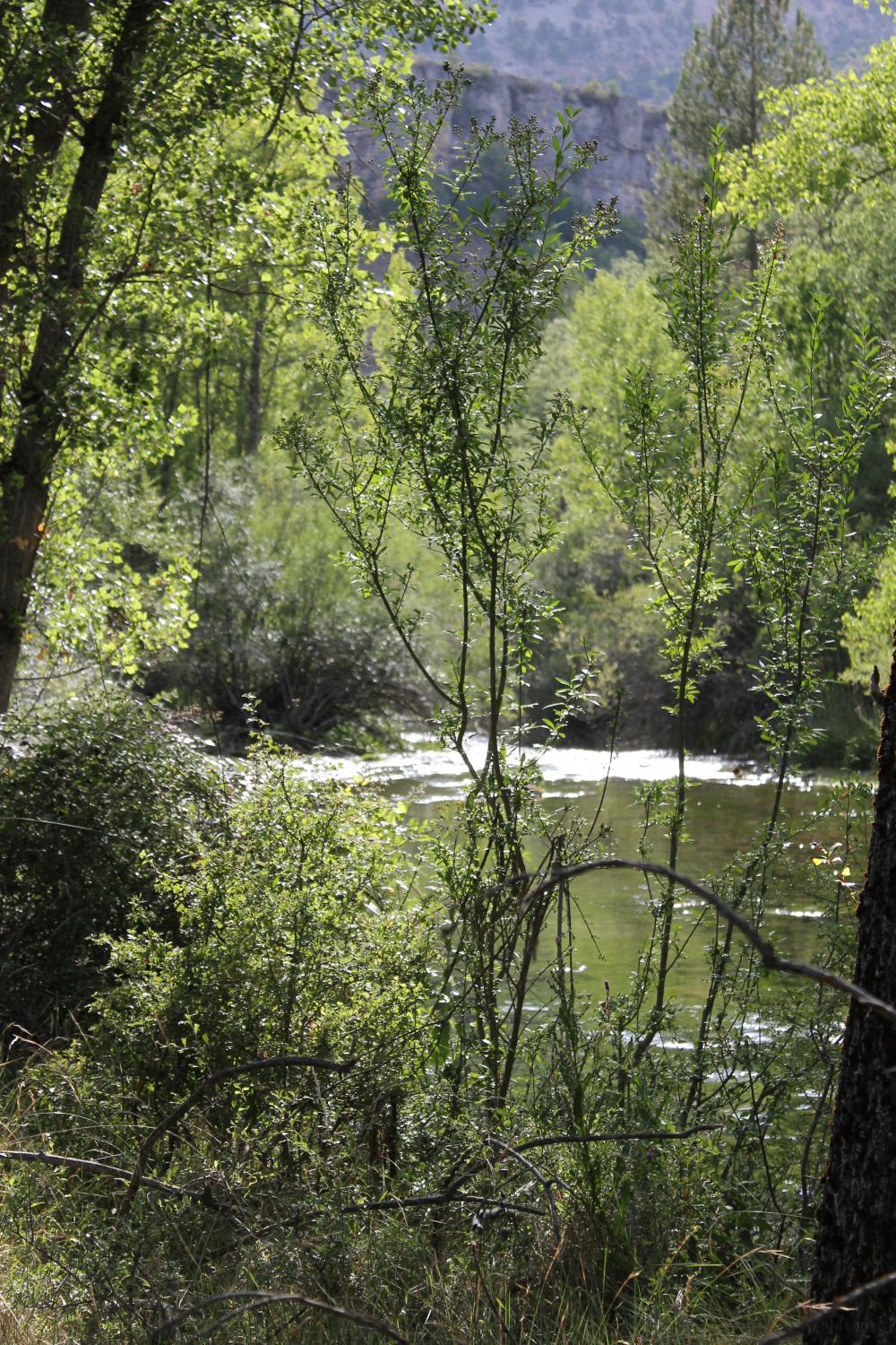 Surrounding environment 5, El Rincon Del Tajo, Guadalajara