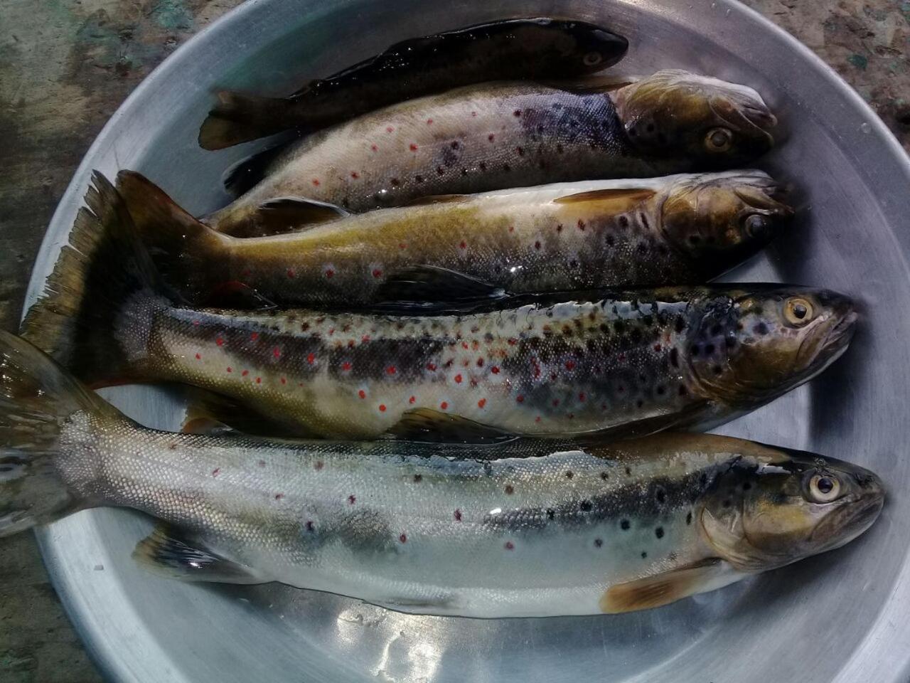 Others 4, Bhutia Homestay, East Sikkim