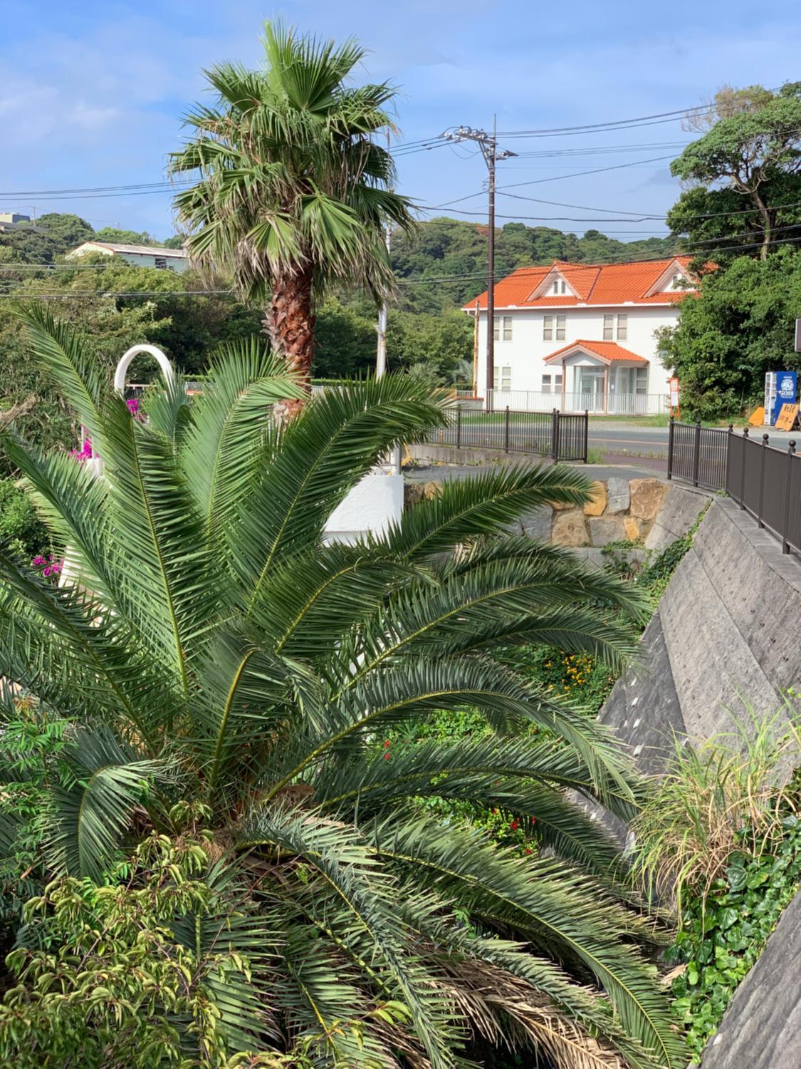 2, 半島の家, Shimoda