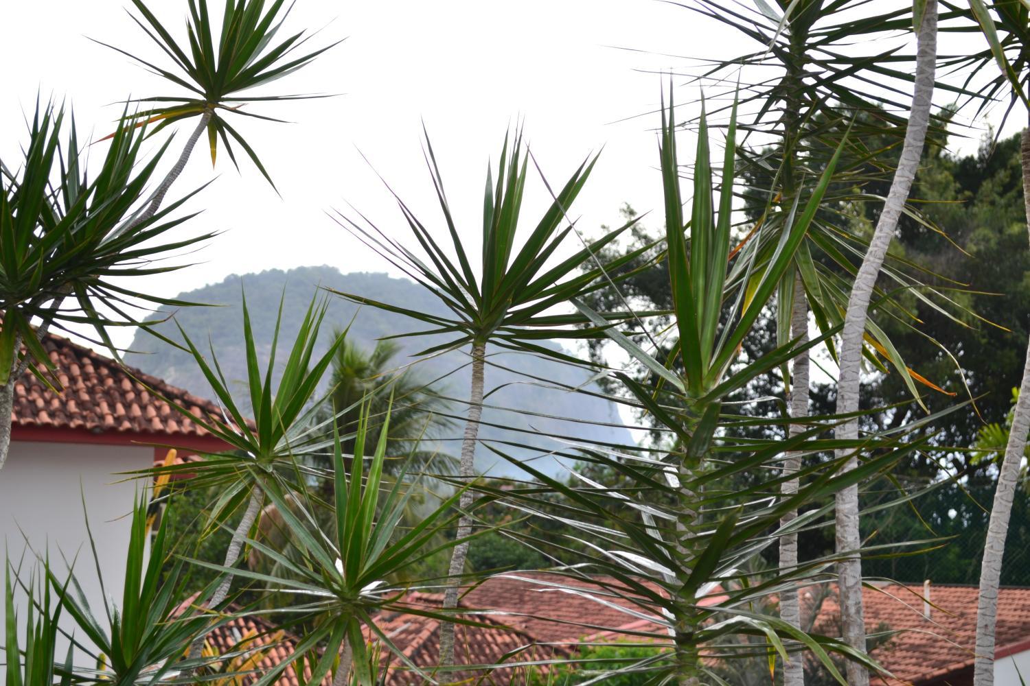 2, Bosque dos Dresen, Rio de Janeiro