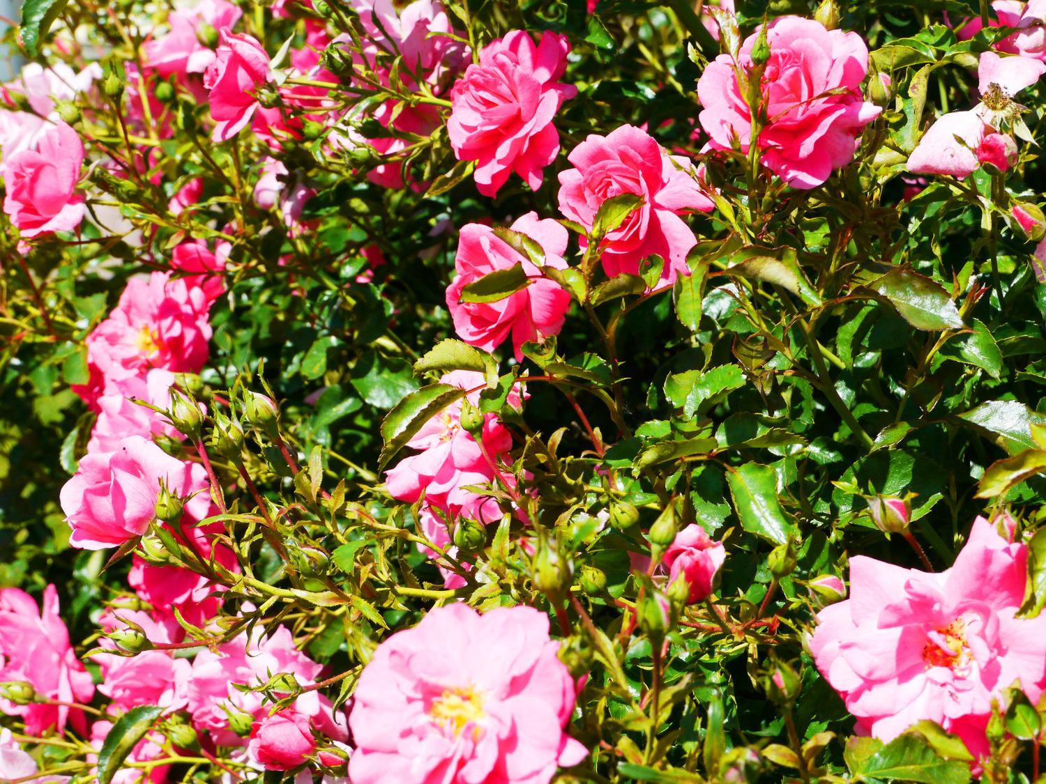 Garden 5, Haus Moser, Liezen