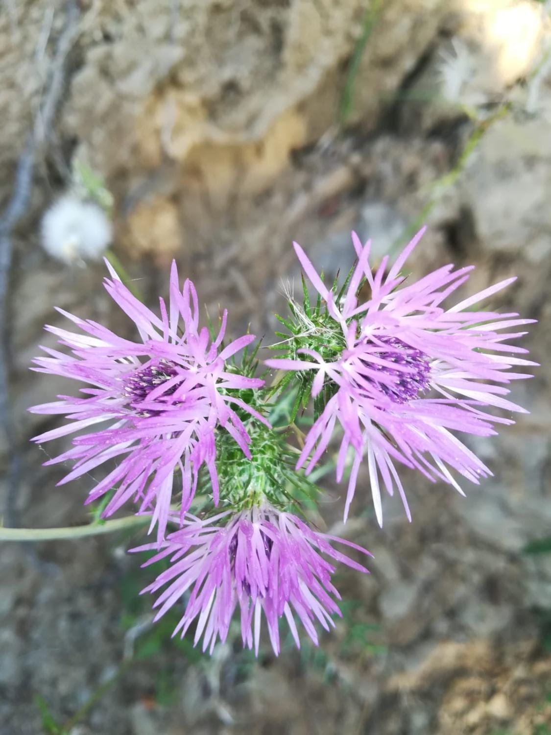 5, Agriturismo Raggio di Sole Nonna Giovina, Salerno