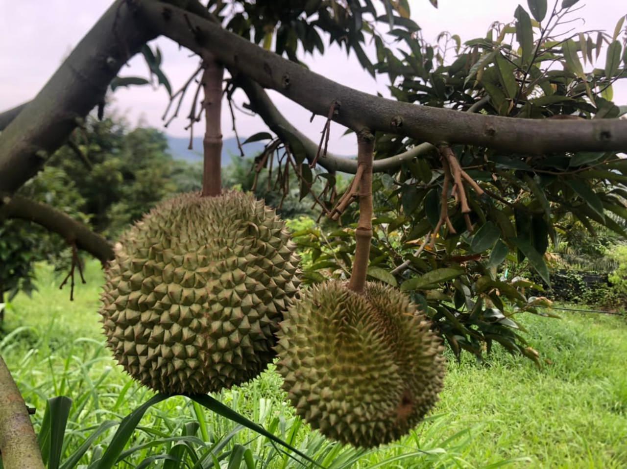 Durian Ecolodge, Tampin