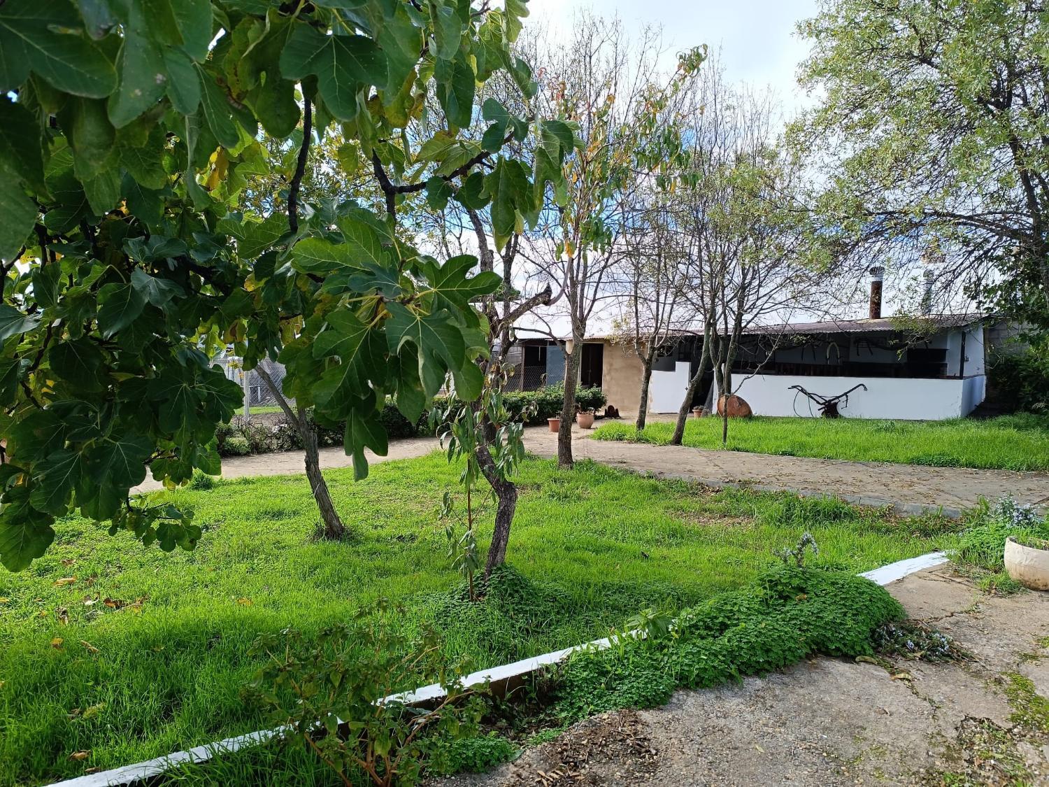 4, Las Casitas de Higuera, Huelva