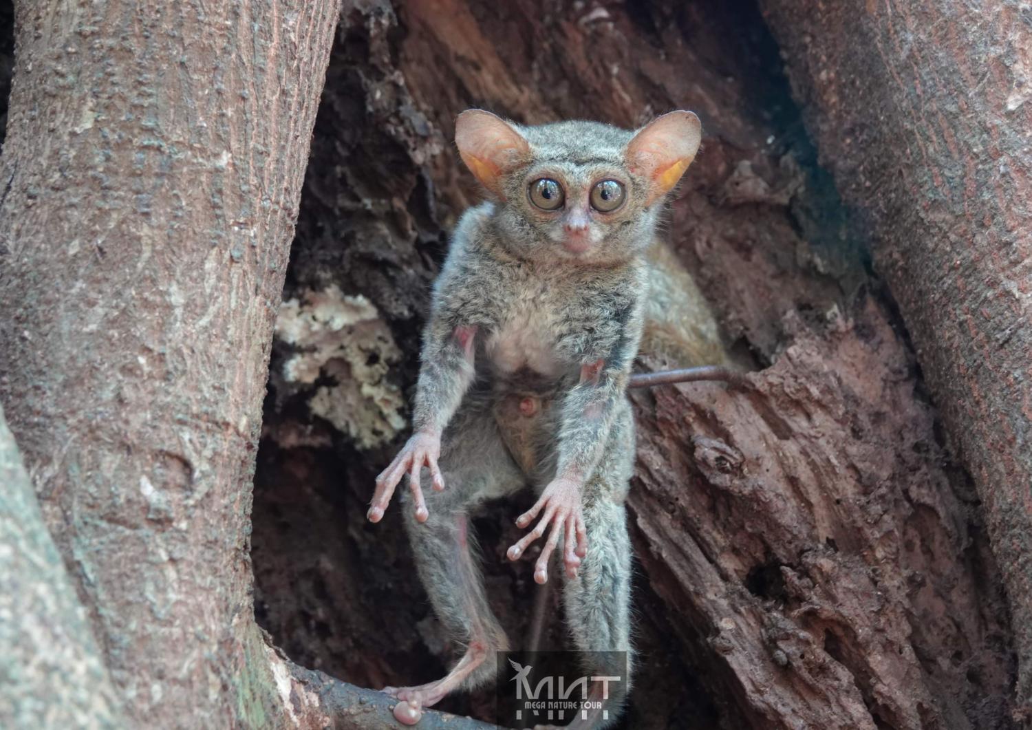 5, Tangkoko Backpacker Guest House & Nature Tours, Bitung