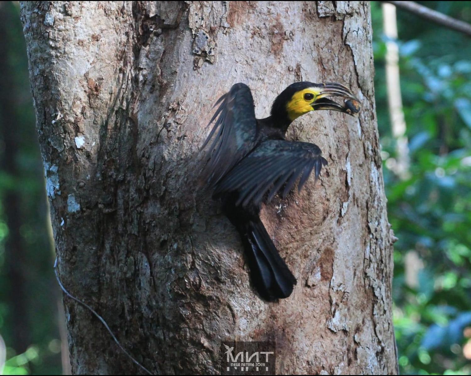 4, Tangkoko Backpacker Guest House & Nature Tours, Bitung