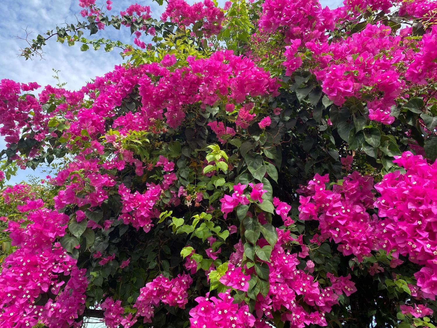 Garden 5, Chanh's House, Phan Rang-Tháp Chàm