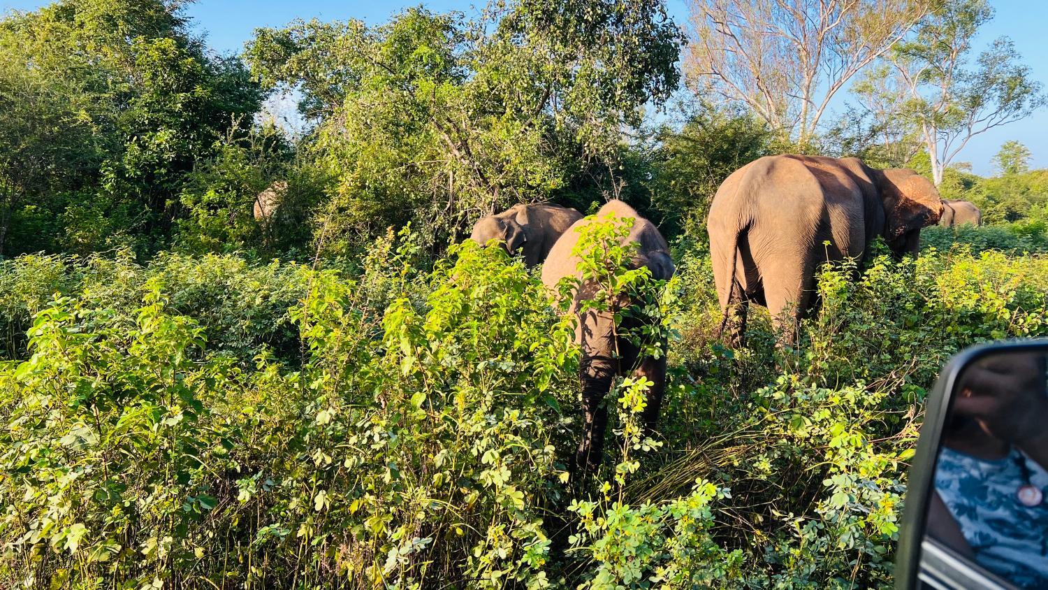 Attractions 4, Sigiriya The Nature Rest, Dambulla