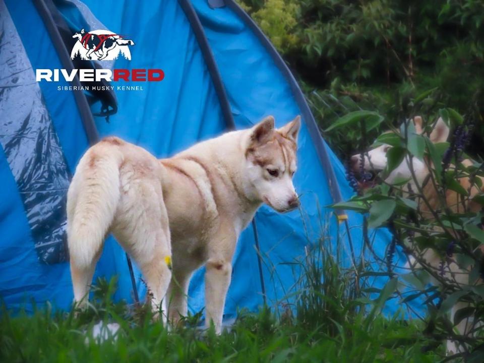 2, Ecolodge Farm R&R Siberians, Cajamarca