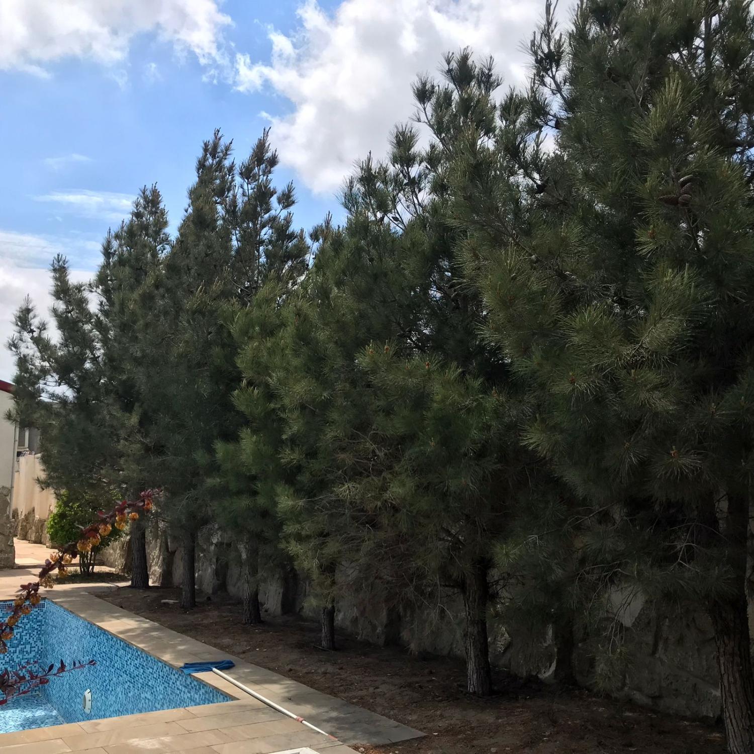 Garden 4, Shuvalan Cottage, Bakı