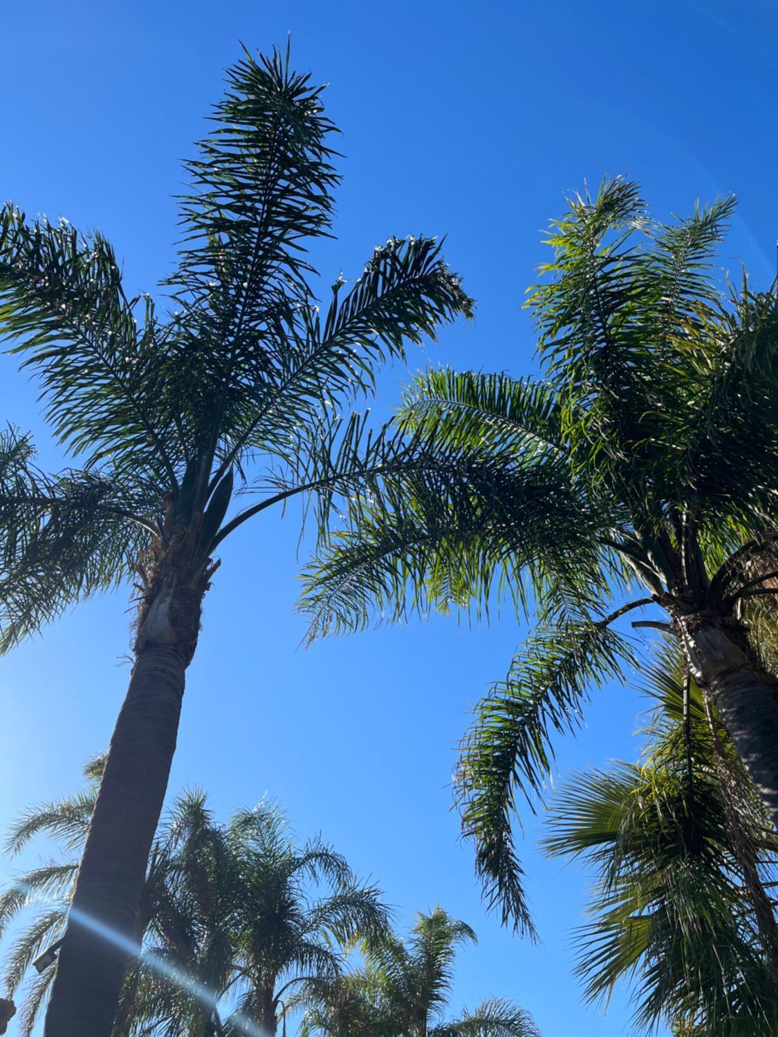 Garden, Villa Le Palme, Reggio Di Calabria