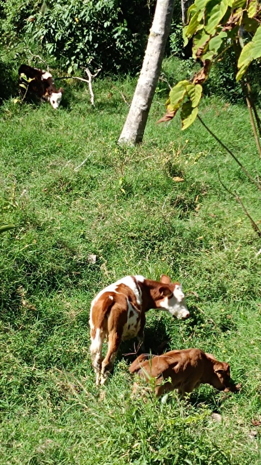4, OxaBlanca, Oxapampa