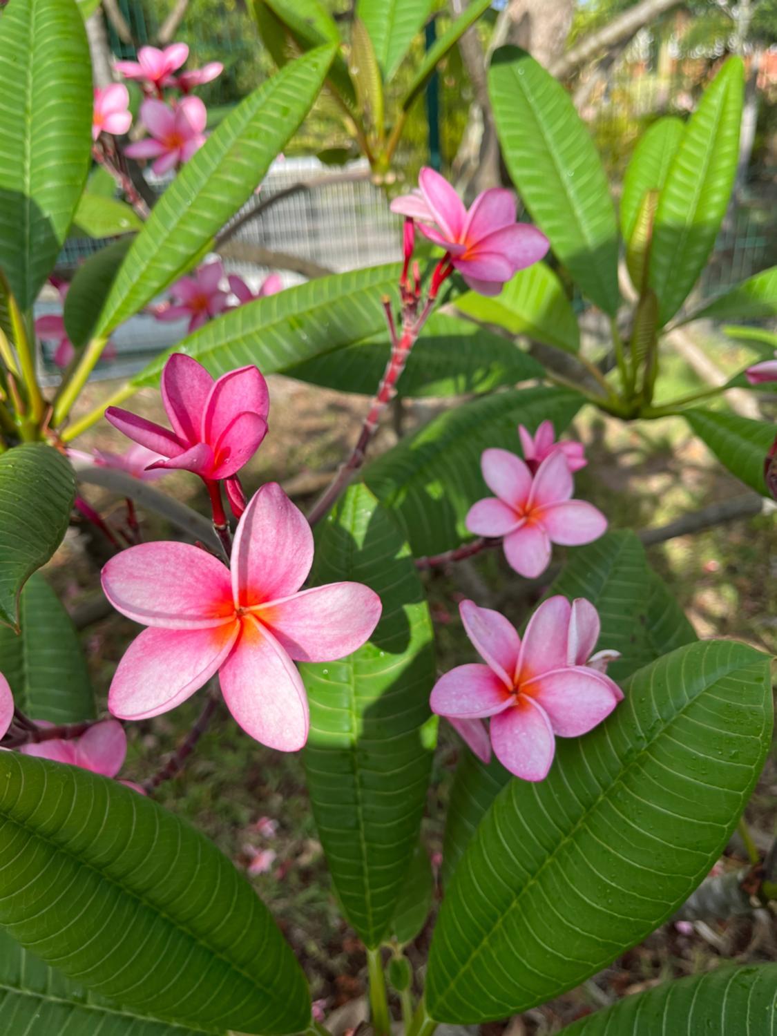 Garden 4, Bel event, Le Morne-Vert