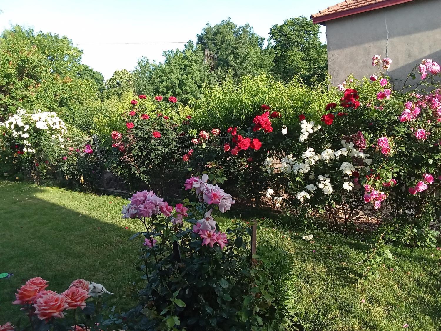 Garden 3, Поповата къща, Shabla