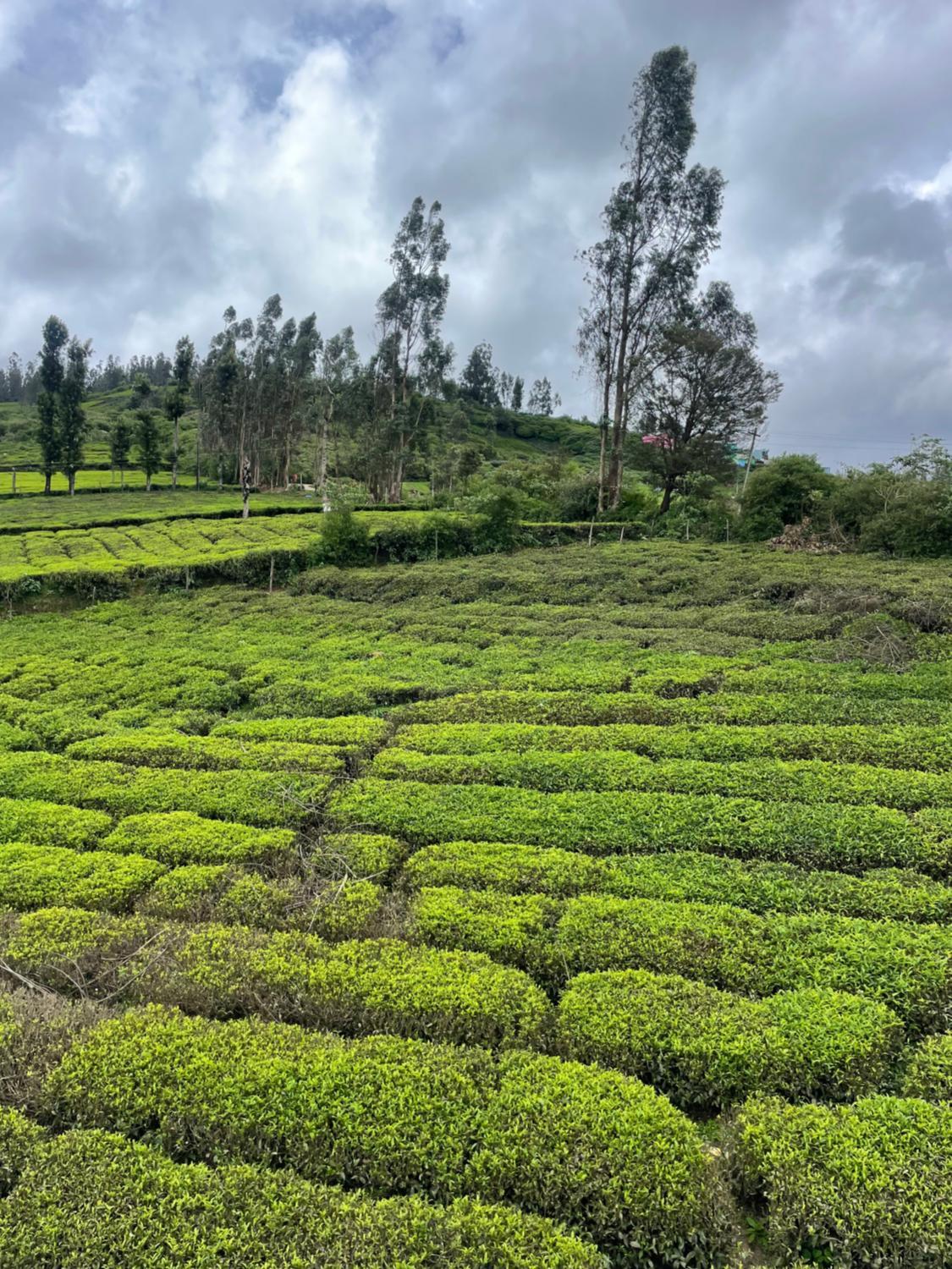 2, Greenish Mist Mountain, The Nilgiris