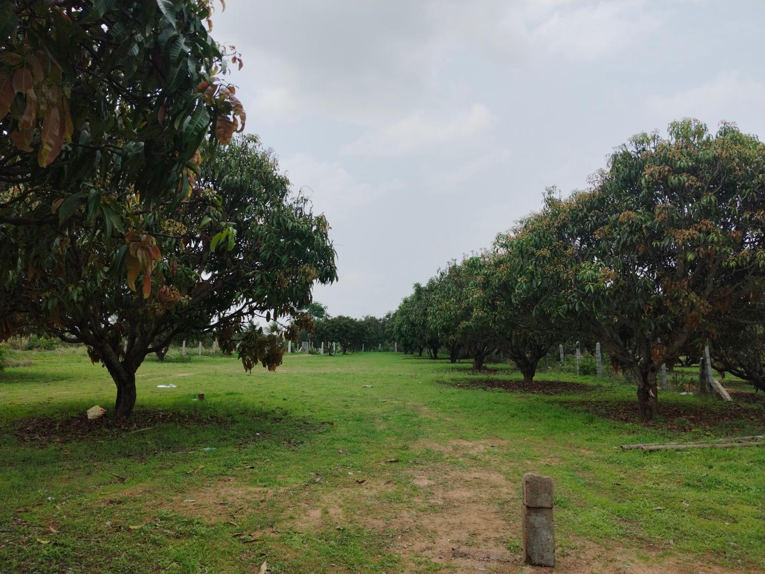 2, Mangonest farmstay, Ramanagara