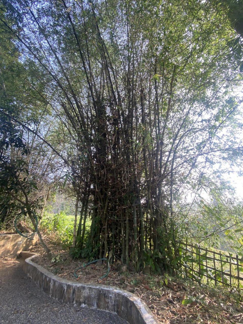 4, Maya forest lodge, Thiruvananthapuram