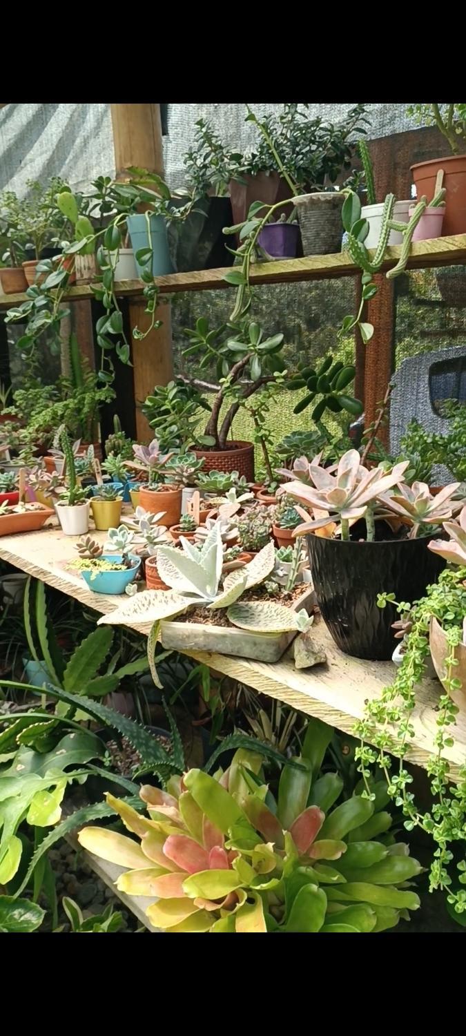 5, El Jardin de Flora, San Carlos