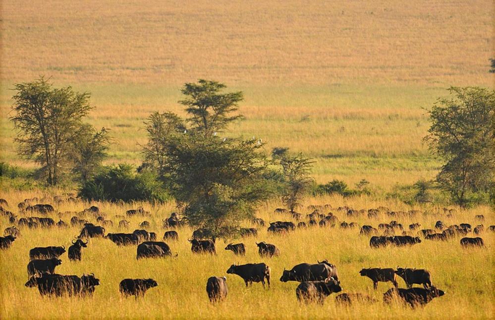 Attractions 3, Katurum Lodge Kidepo, Dodoth