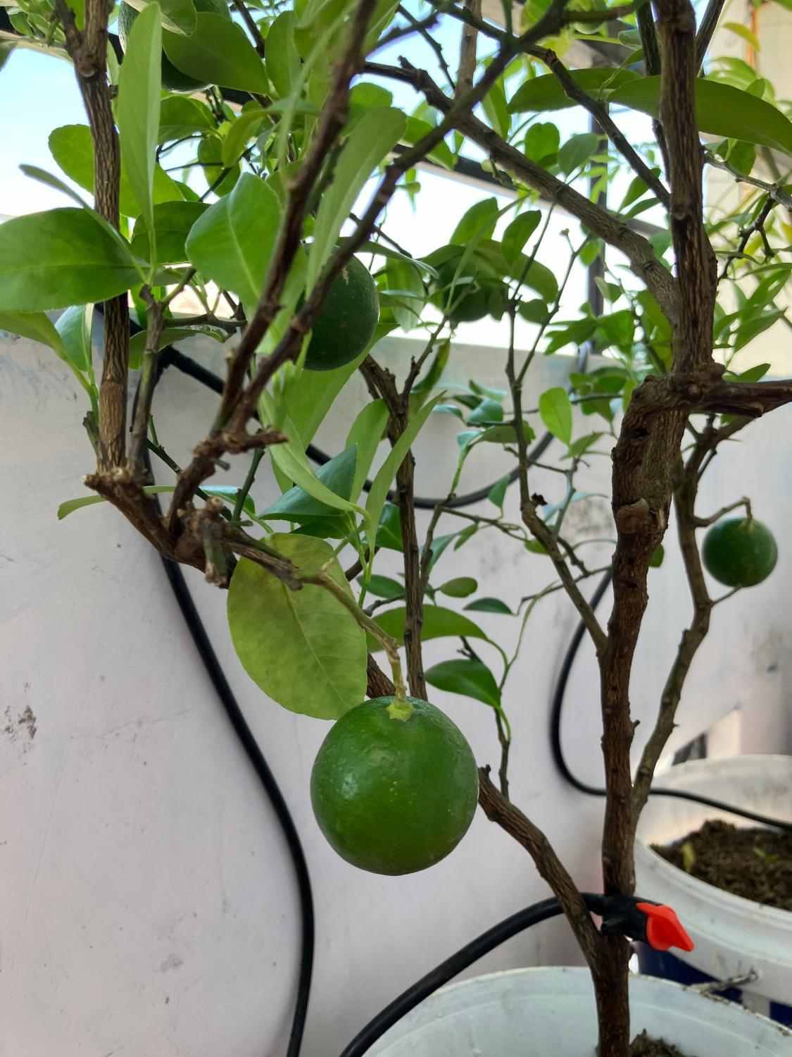 5, Xanh - Pho Bien - Cho Đam, Nha Trang