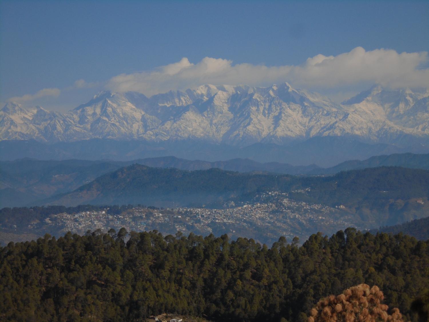 Surrounding environment, Pine pioneer, Nainital