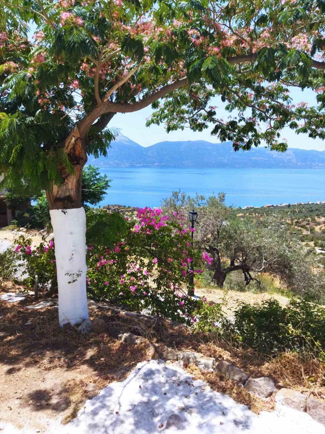 Garden 5, Methana secluded, Attica