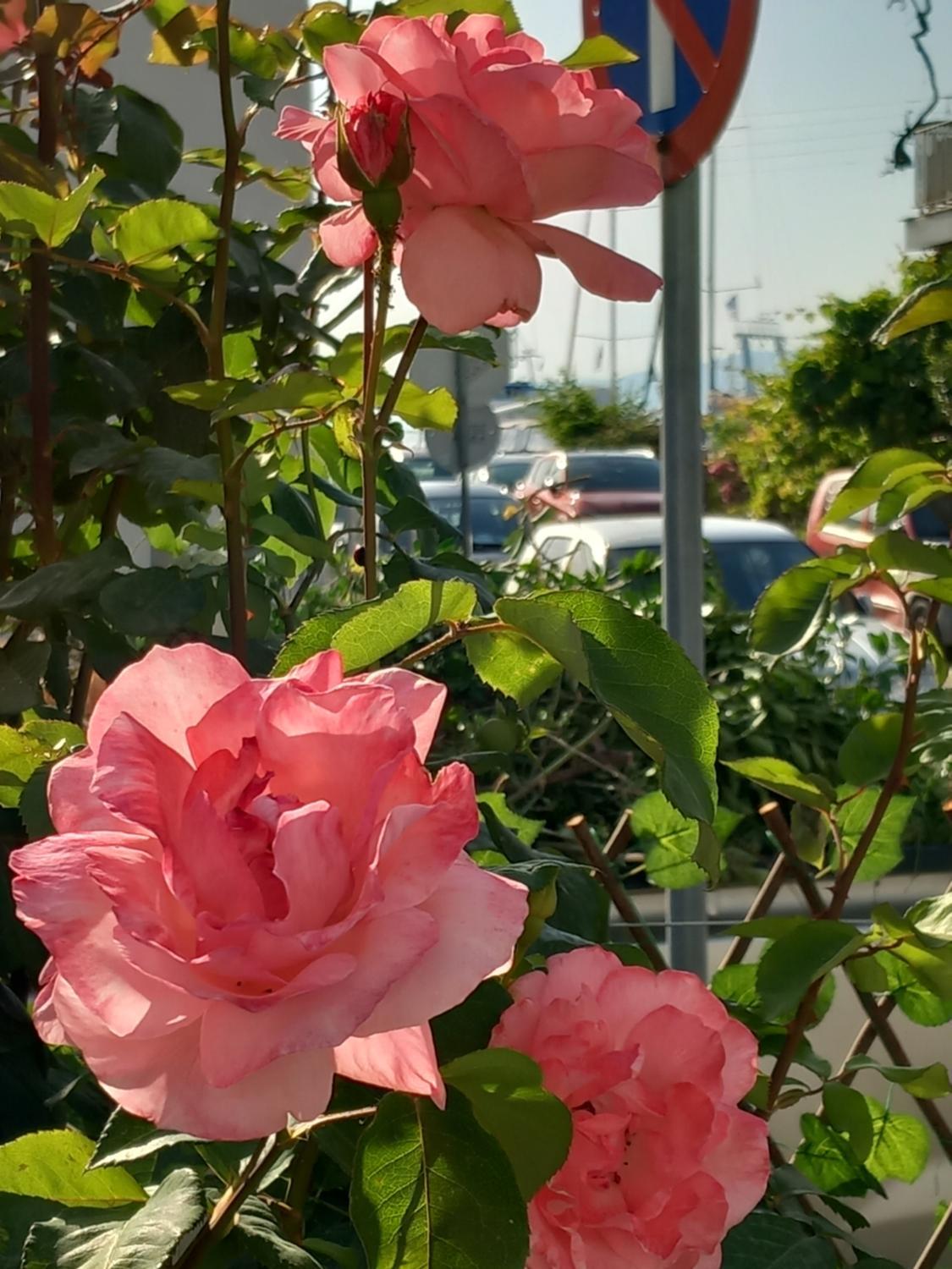 Garden 4, Elena Suites, East Macedonia and Thrace