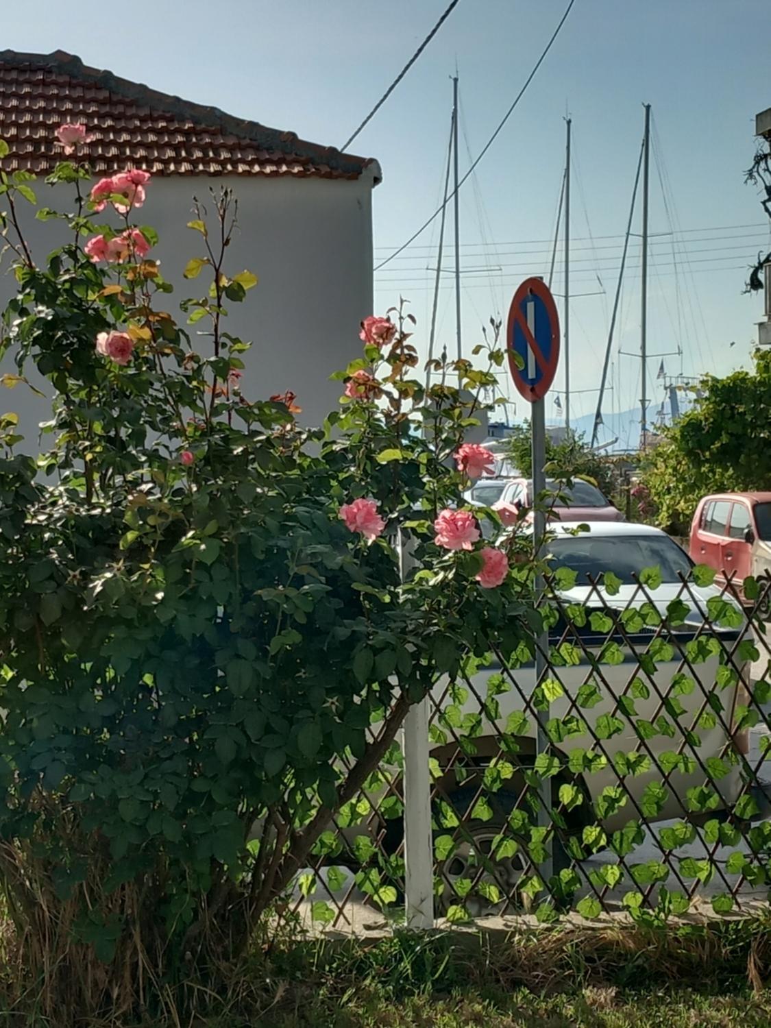 Garden 3, Elena Suites, East Macedonia and Thrace