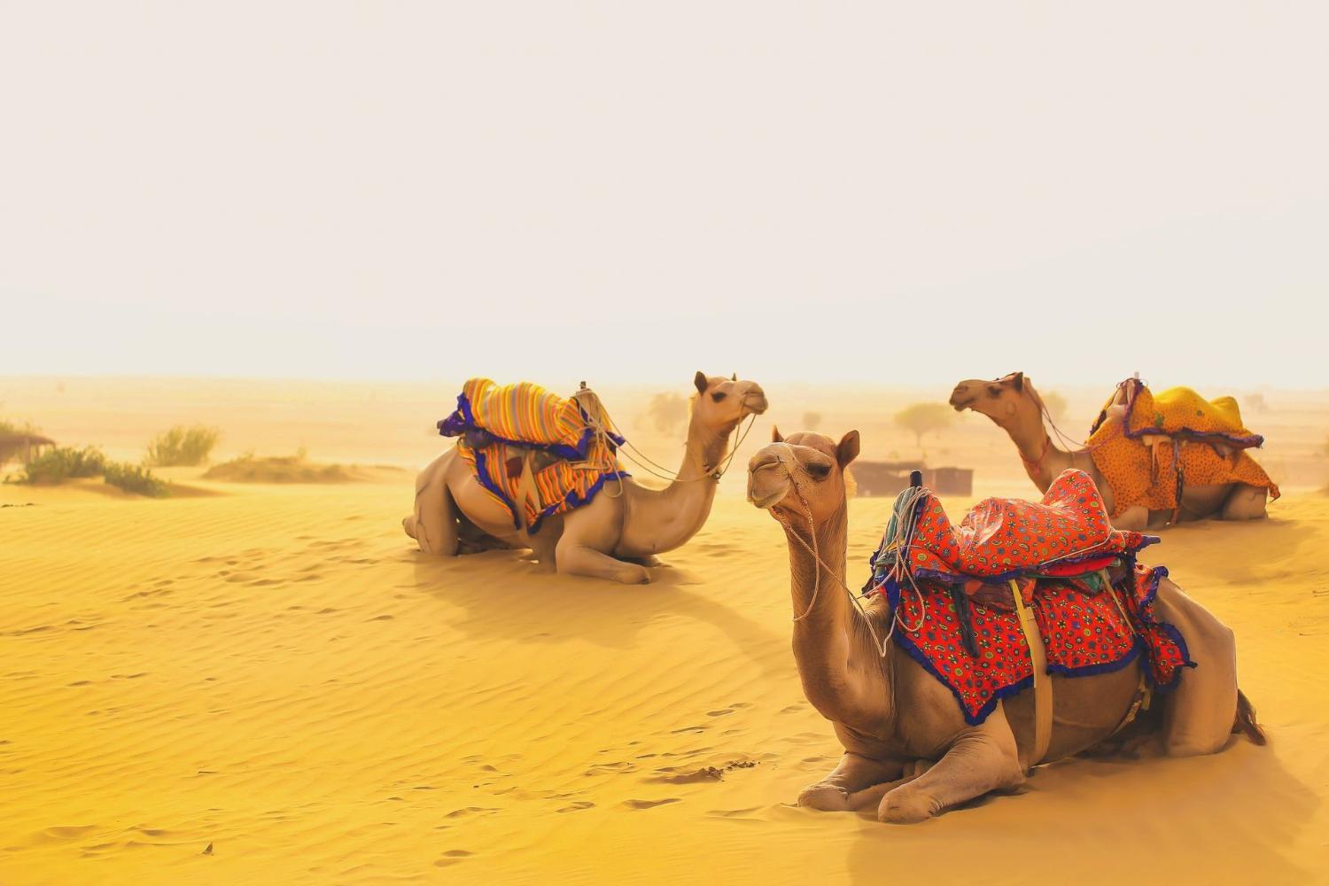 Chandigarh desert camp, Jaisalmer