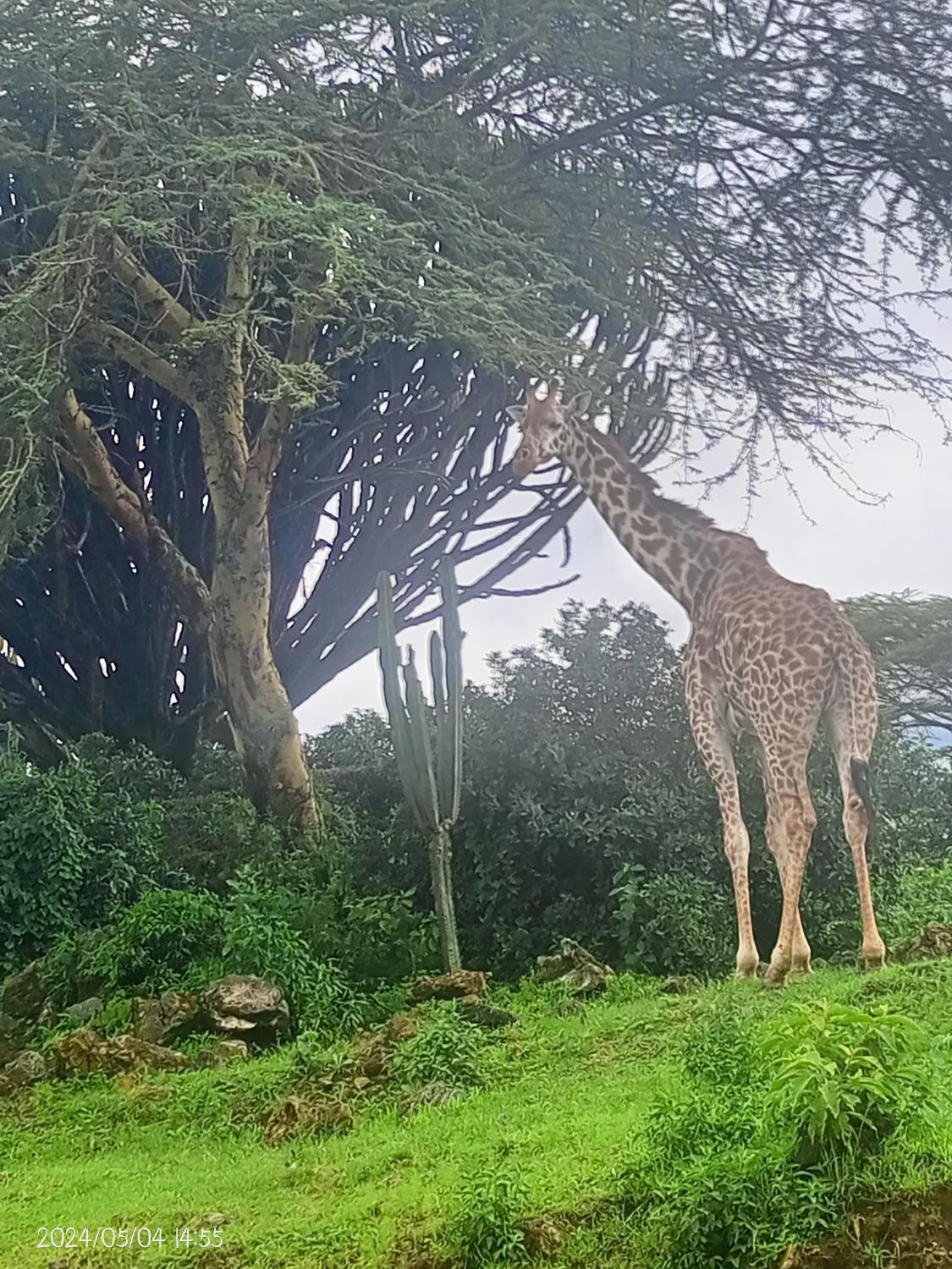 5, Hippo Watch Glass Cabins Naivasha, Kinangop