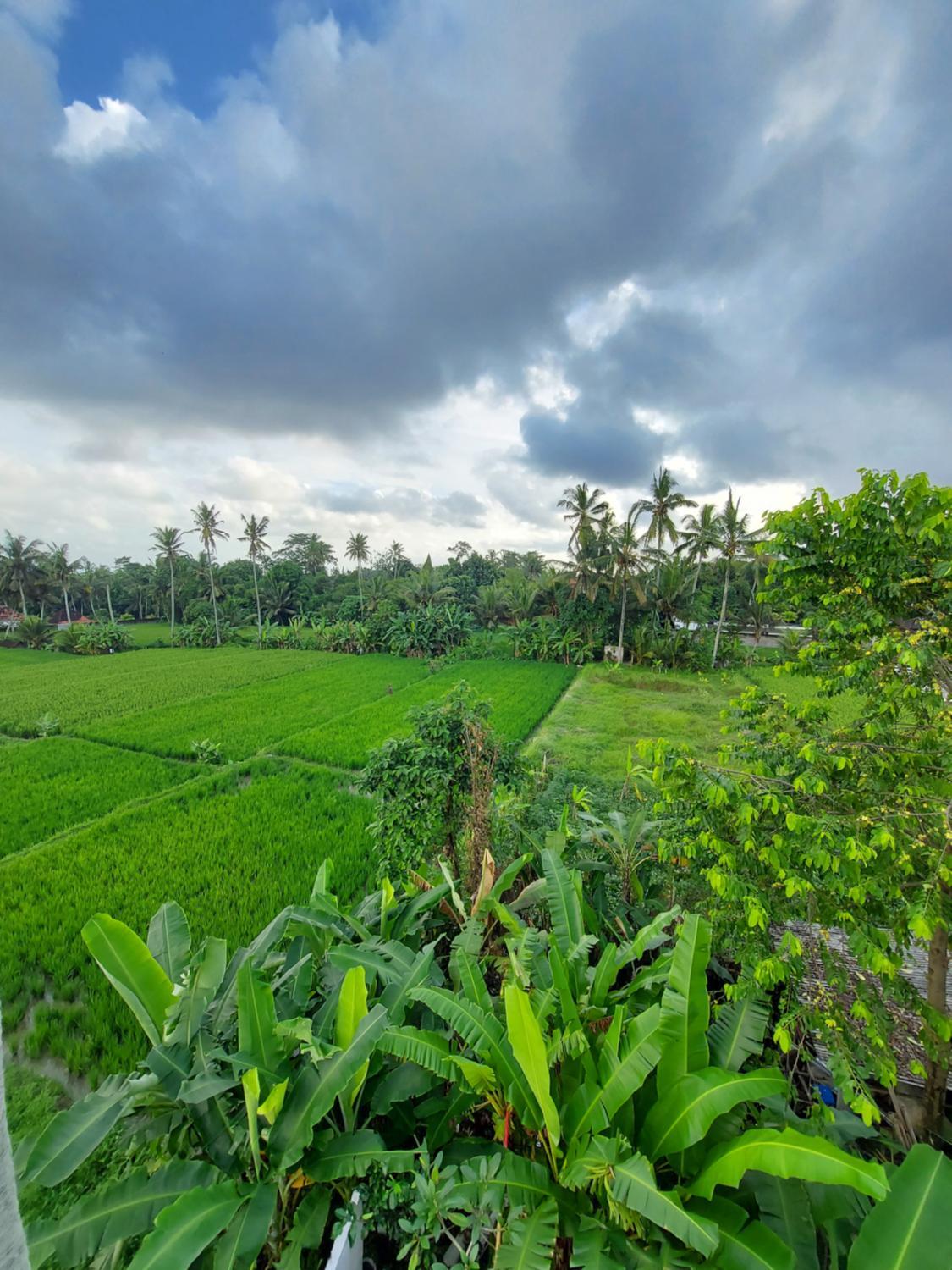 View 3, Puri Anyar Guesthouse, Gianyar