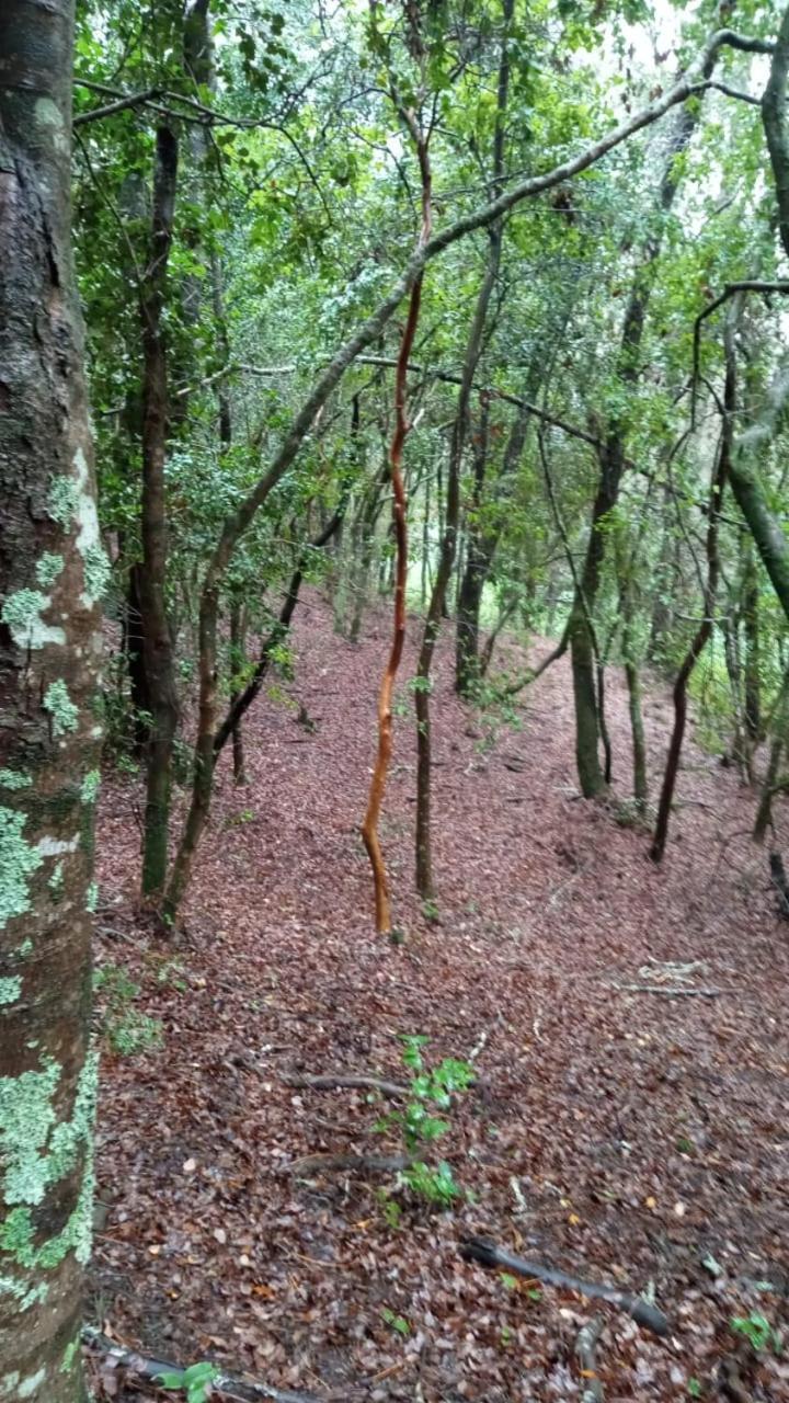 2, Habitacion Privada en Casa de Huespedes Club Campo Luna, Concepción