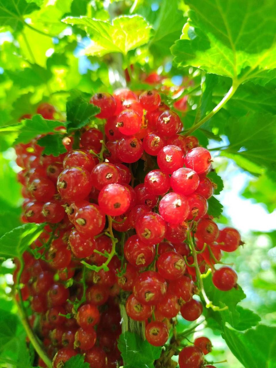 Garden 4, Hоuse Baatyr, Djety-Oguz
