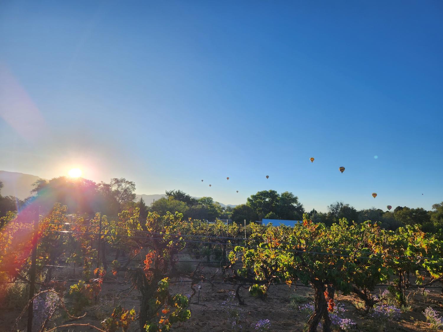 Others 3, Red Mountain Manor vineyard and guesthouse, Bernalillo