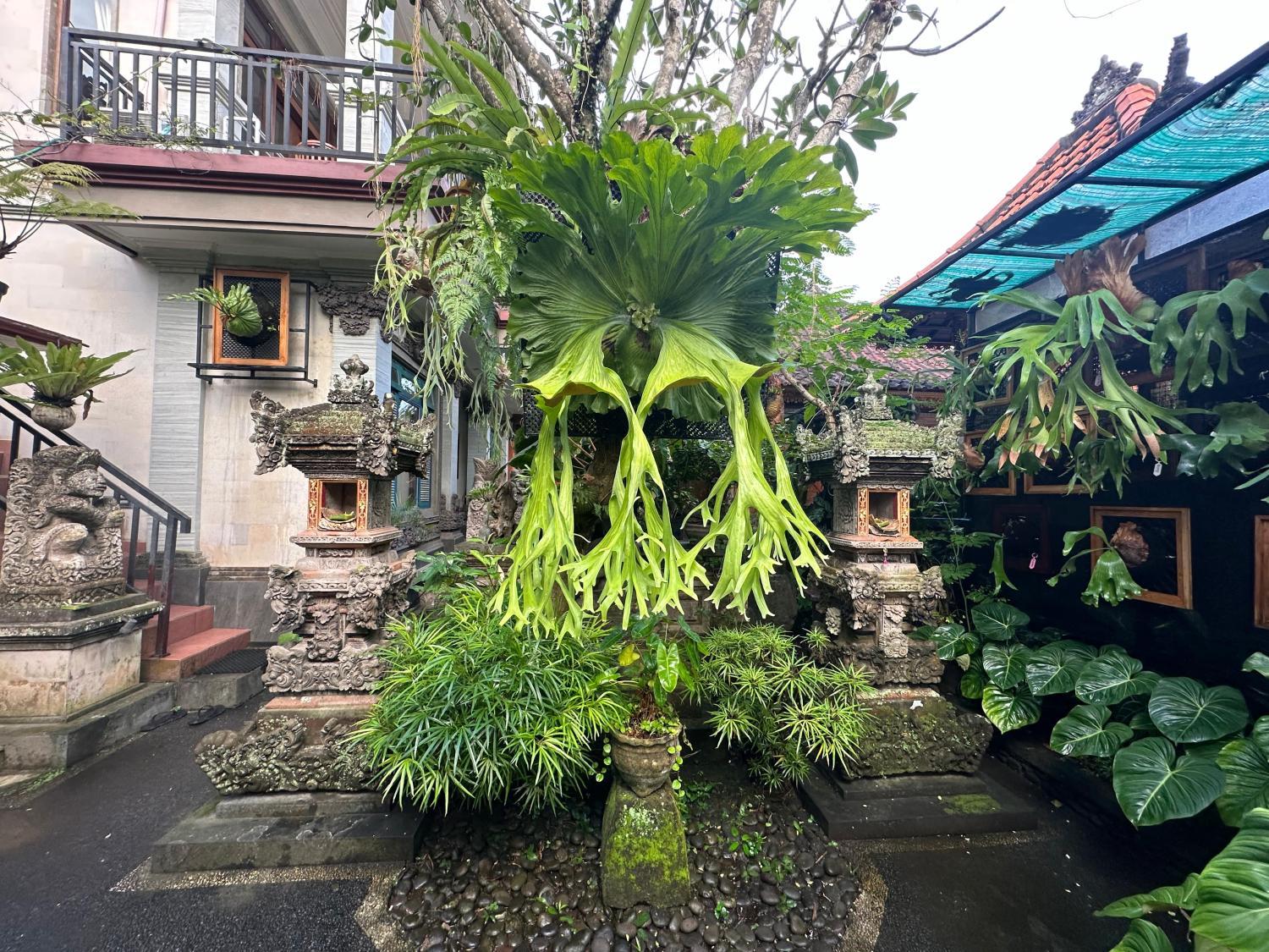 Others, Naeera Guest House, Gianyar