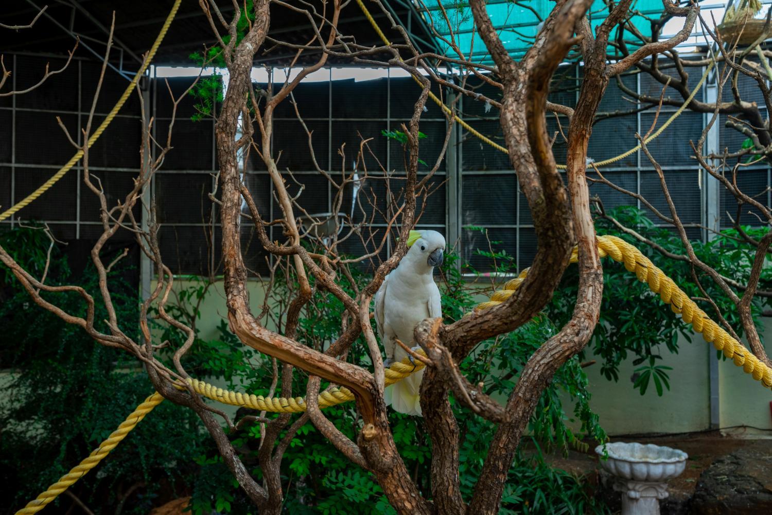 Attractions 2, Camel Valley Resort, Nashik
