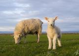 Bild des Orts