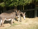 Bild des Orts