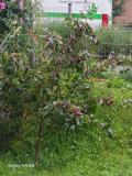Bild des Orts