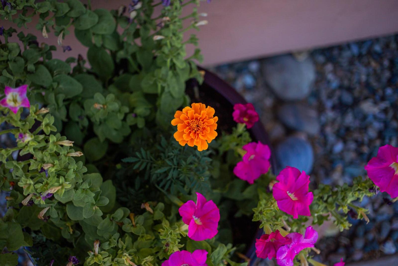 Kokopelli Inn Main image 1