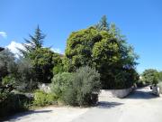 Top Korčula