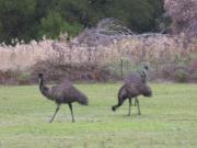 Top Halls Gap