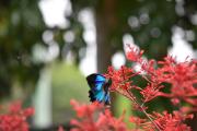 Top Yungaburra
