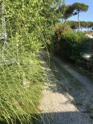 Top Marina di Massa
