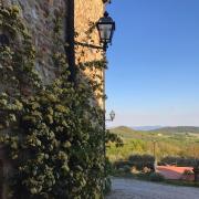 Top Volterra