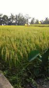 Top Ubud