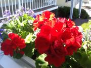 Top Boothbay Harbor