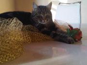 Top Montopoli in Val dʼArno