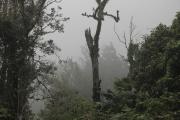 Top Monteverde